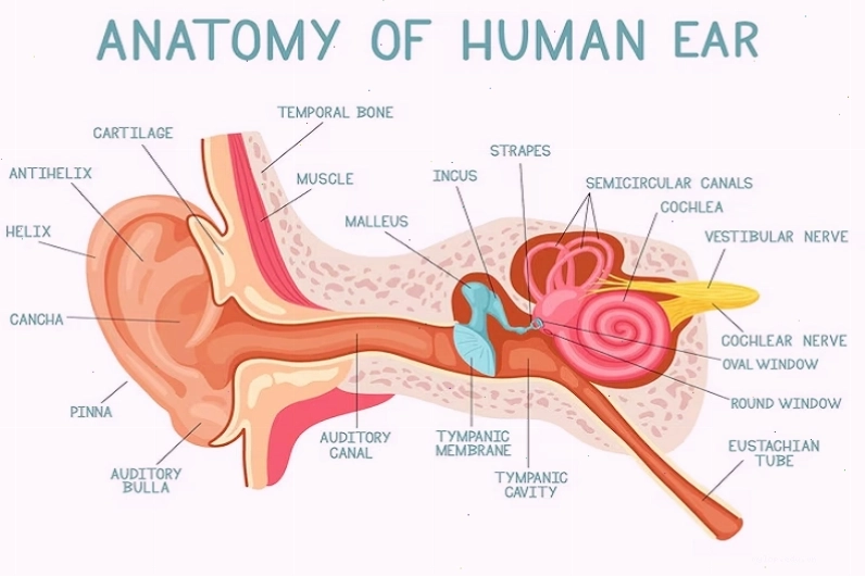 Cấu tạo tai giữa và vị trí hòm nhĩ nơi thường xảy ra viêm tai giữa
