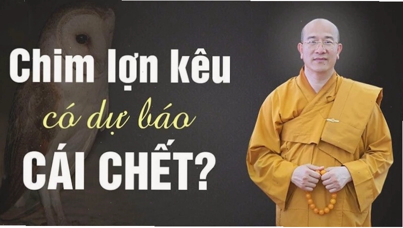 Chim lợn kêu vào ban đêm mang theo nỗi ám ảnh