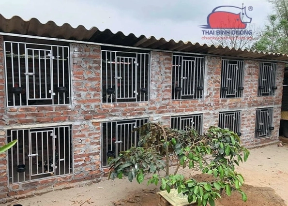 Chuồng gà hiện đại với hệ thống máng ăn uống tự động