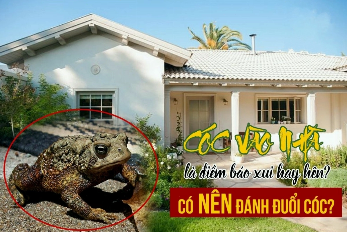 Cóc vàng vào nhà mang đến tài lộc và may mắn theo quan niệm phong thủy