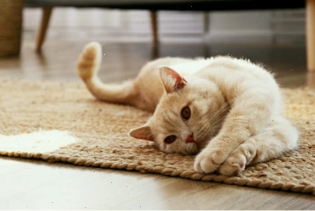 Đặc điểm tính cách hiền lành của mèo Scottish Fold