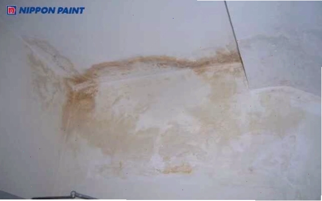 Diệt nấm mốc trong nhà tắm bằng dung dịch tẩy rửa