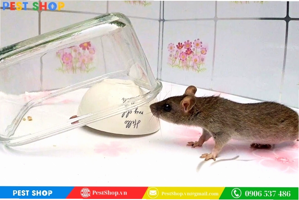 Dùng tô thủy tinh và mồi nhử để bẫy chuột cống