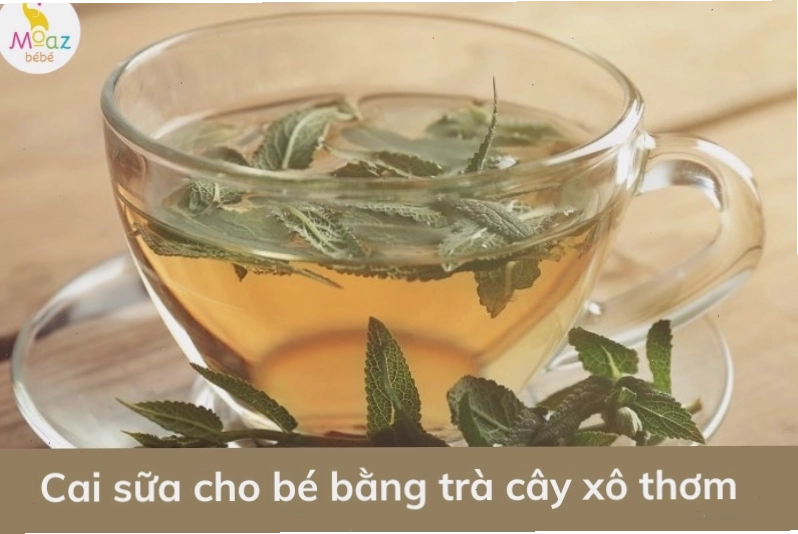 Dùng trà cây xô thơm làm mất sữa