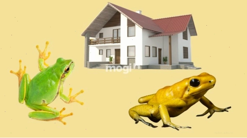 Giải mã điềm báo khi ếch vào nhà dựa trên thời gian và hoàn cảnh