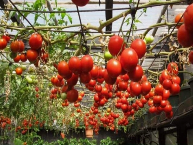 Giàn cà chua bi sai trĩu quả trông rất đẹp mắt