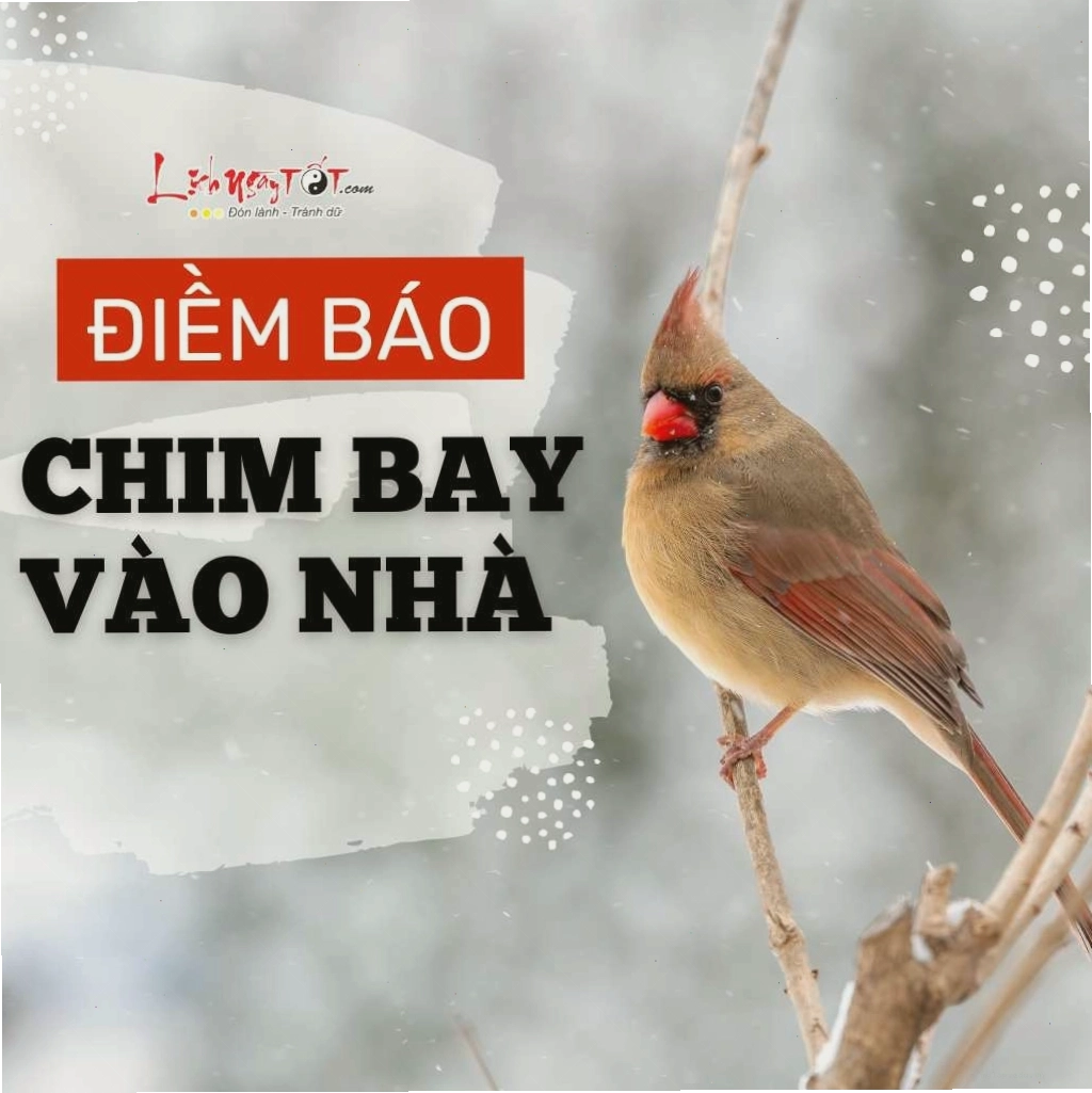Hình ảnh chim bay vào nhà mang ý nghĩa phong thủy