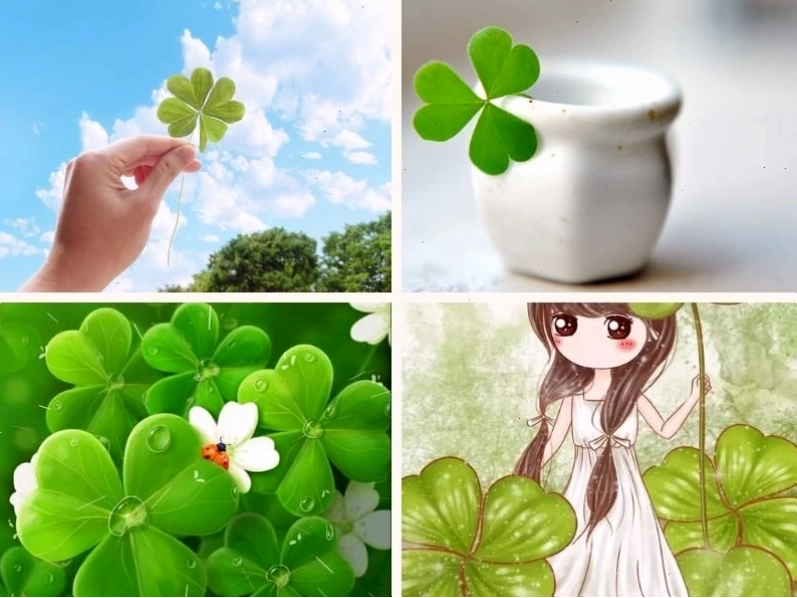 Hình ảnh cỏ may mắn với nhiều chiếc lá được thiết kế độc đáo