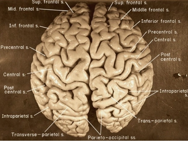 Hình ảnh Einstein tại Princeton