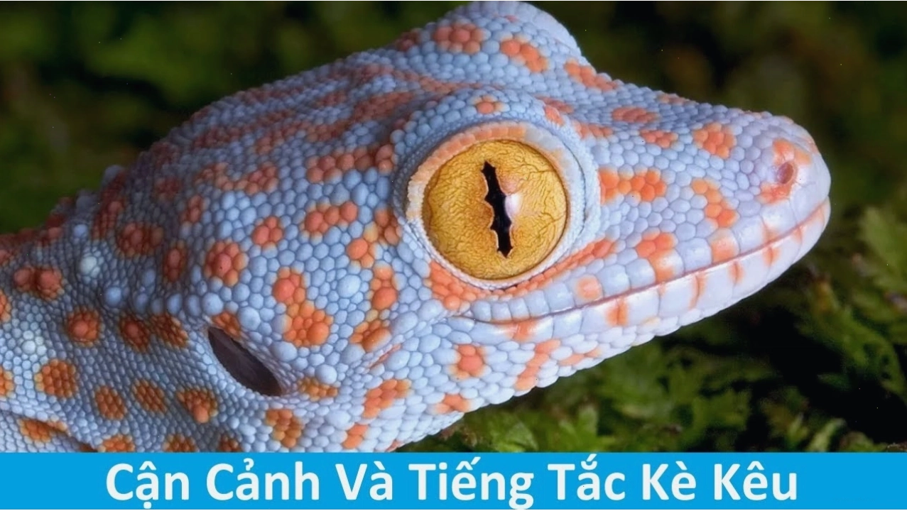 Hình ảnh tắc kè với ánh mắt dò xét vào ban đêm