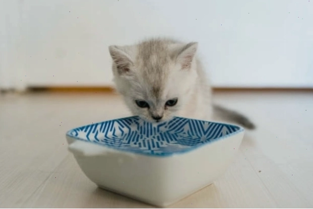 Huấn luyện mèo Scottish Fold bằng phần thưởng