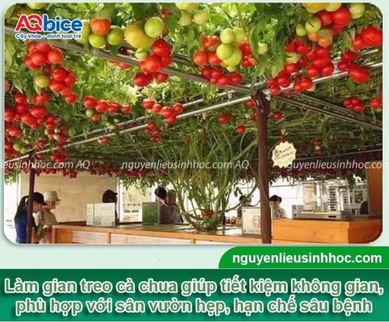 Hướng dẫn làm giàn cà chua bằng lưới treo đơn giản