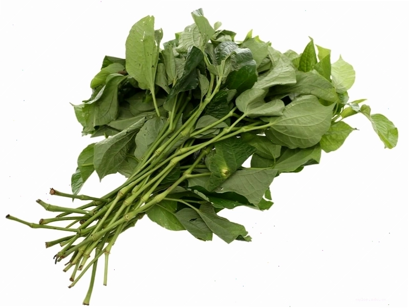 Lá lốt là một trong những thảo dược dân gian trị dị ứng thời tiết