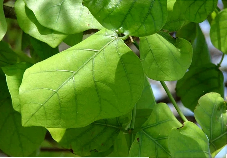Lá vông - mẹo chữa mất ngủ dân gian hiệu quả