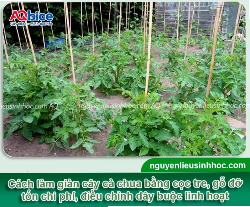 Làm giàn cà chua bằng cọc gỗ tre vừa đơn giản vừa hiệu quả