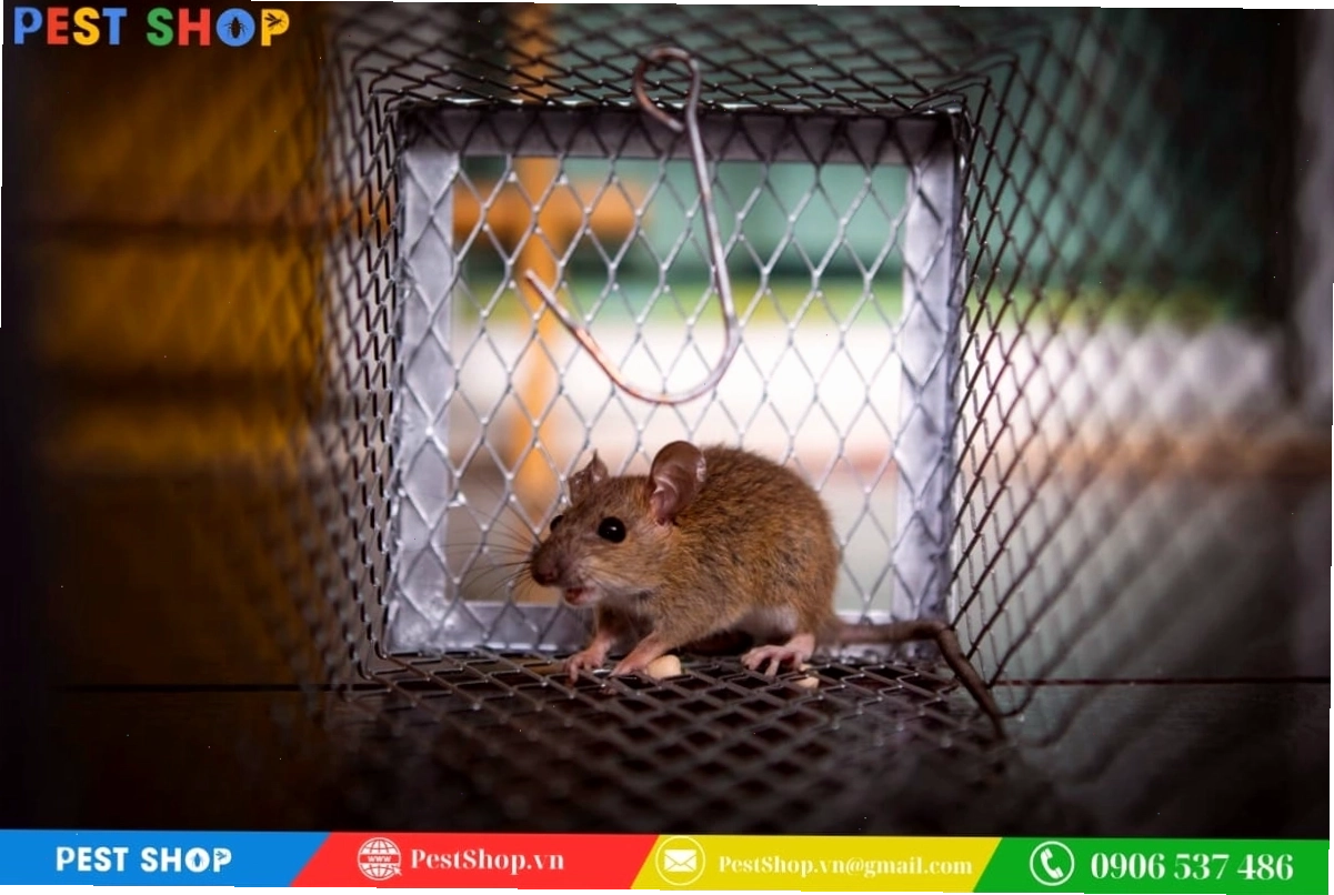 Lợi ích khi làm bẫy chuột tự chế tại nhà
