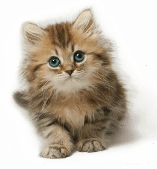 Mèo con đáng yêu với bộ lông xù