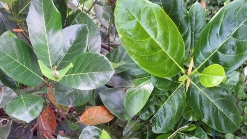 Mẹo dân gian chữa tắc tia sữa bằng lá mít