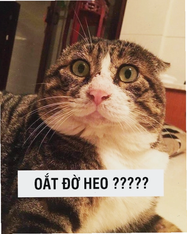 Mèo ngồi thẳng với vẻ mặt "chấm hỏi"