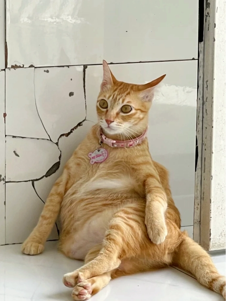 Mèo ngồi với vẻ mặt chán nản