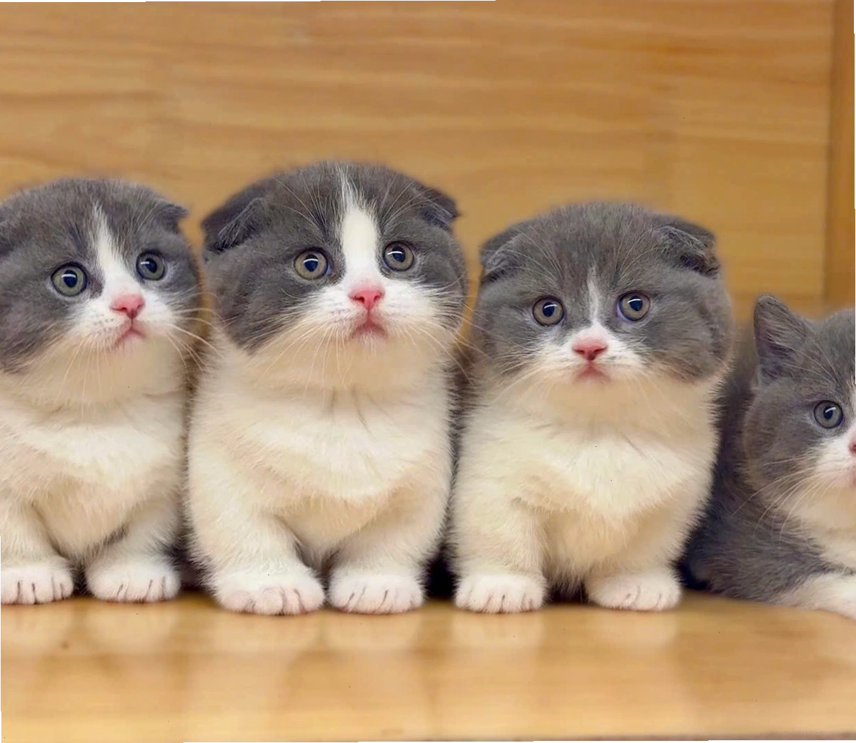Mèo Scottish Fold chân lùn tai cụp màu bicolor