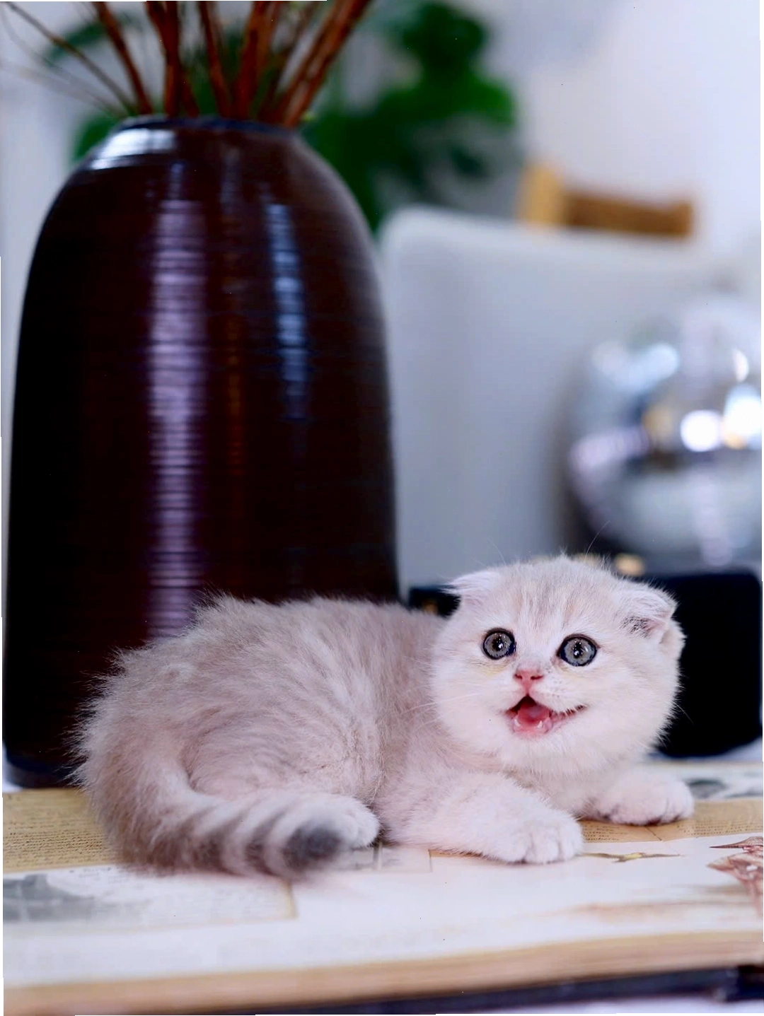 Mèo Scottish Fold màu Blue Golden Tabby