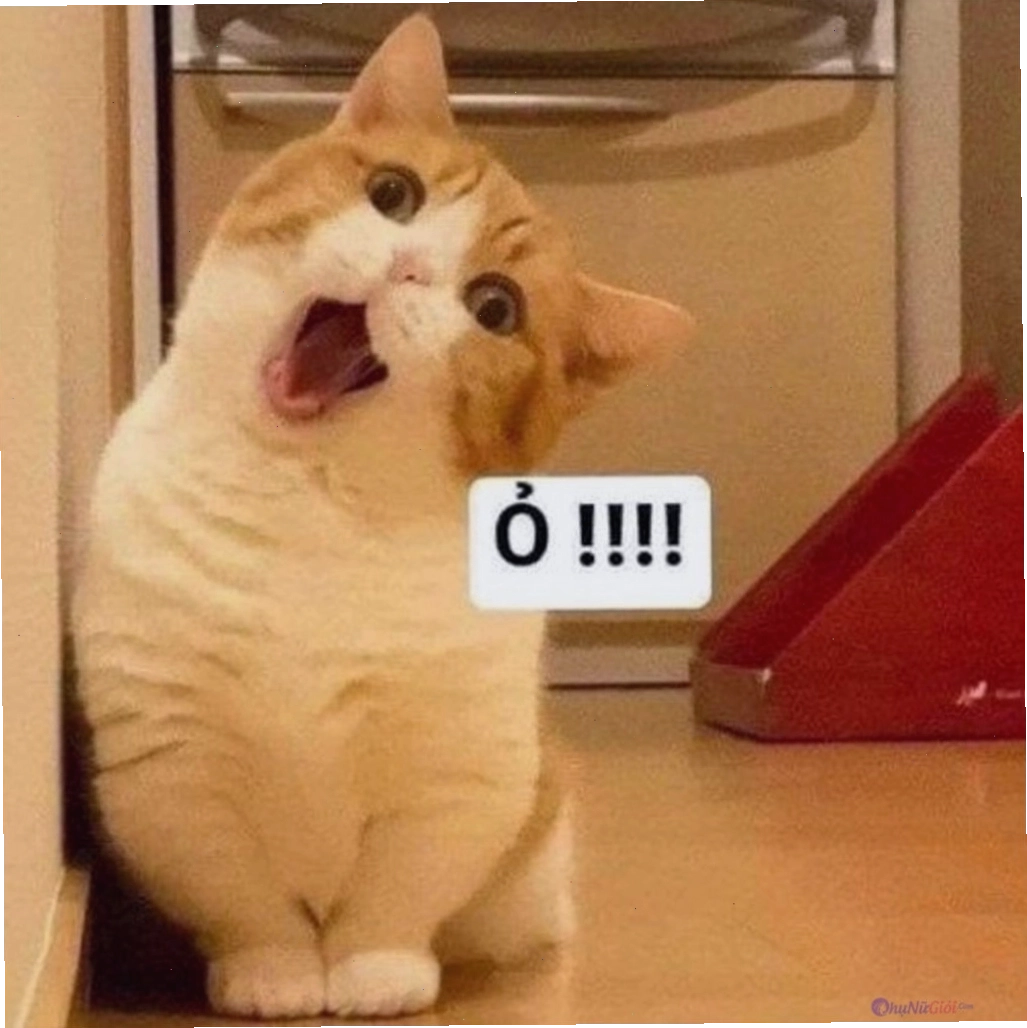 Mèo với biểu cảm "đi vào lòng đất"