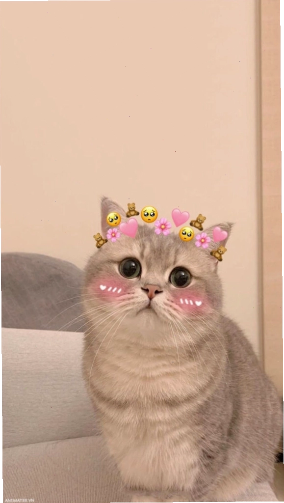 Mèo với đôi mắt tròn xoe đáng yêu