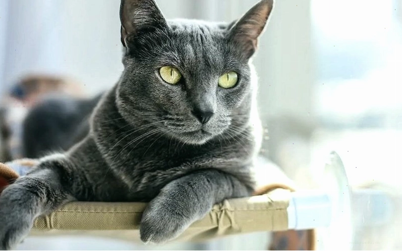 Mèo xám tro vào nhà mang điềm gì?