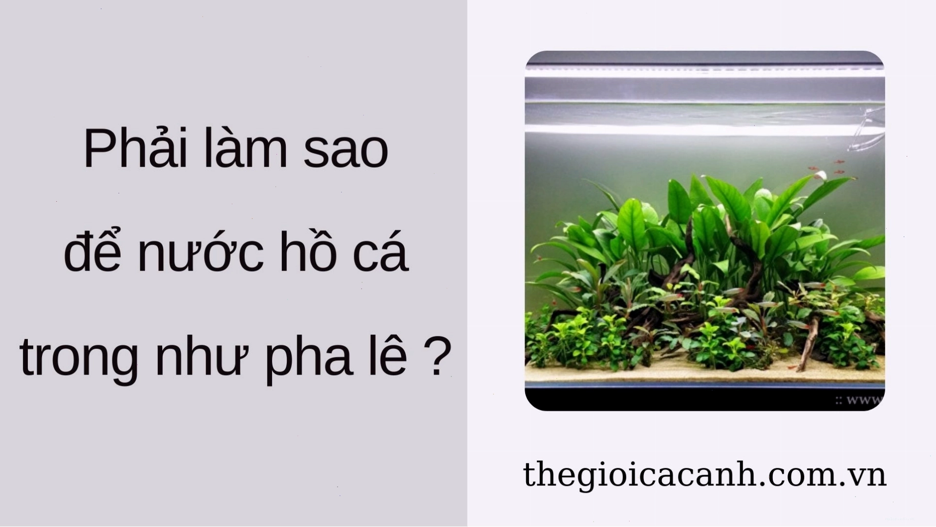 Phải làm sao để hồ nuôi cá cảnh nước trong veo như pha lê?