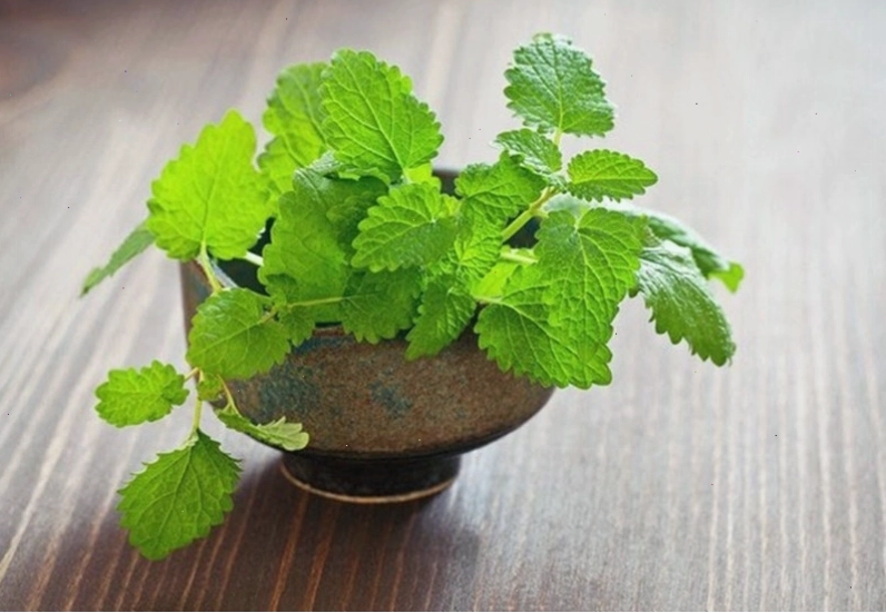 Rau húng chanh (bạc hà) giúp cải thiện tình trạng hơi thở có mùi