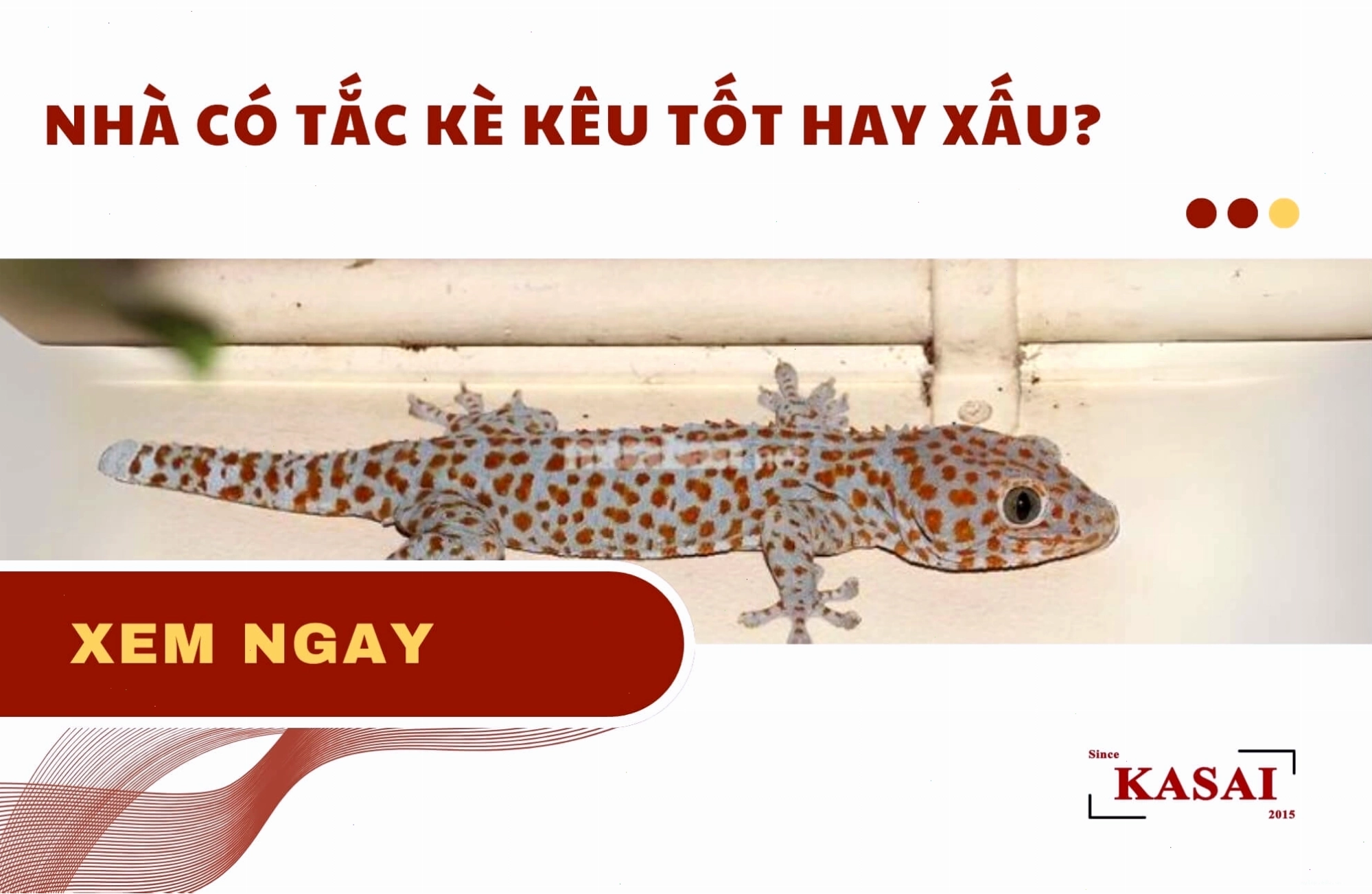 Tắc kè đậu trên tường nhà, phát ra tiếng kêu