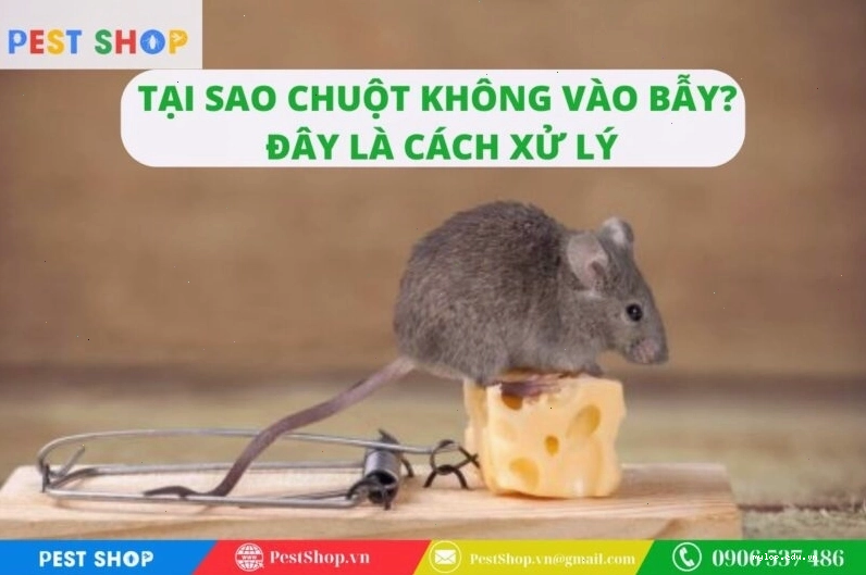 Tại sao chuột không vào bẫy và cách xử lý
