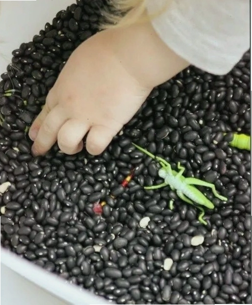 Trò chơi săn bọ trong thùng đậu đen