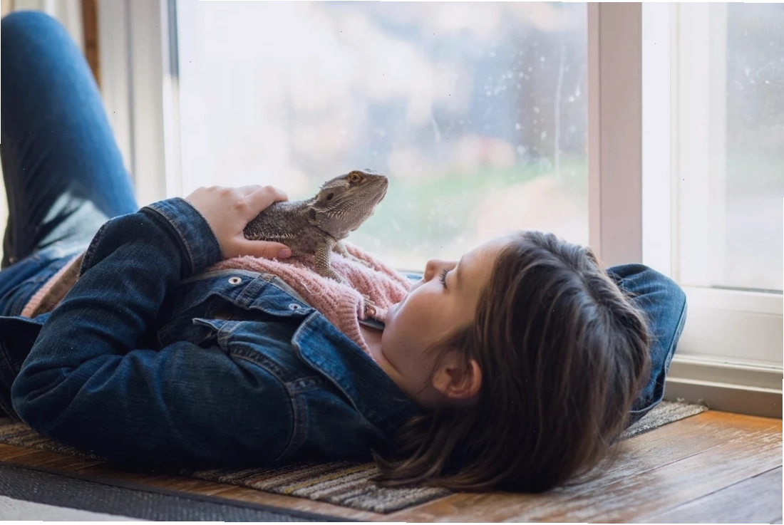 Young girl interacting with her pet bearded dragon
