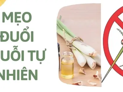 Mẹo đuổi muỗi tự nhiên, an toàn cho mọi thành viên trong nhà