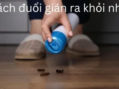 Cách đuổi gián ra khỏi nhà triệt để không để lại dấu vết nào
