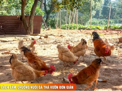 Cách làm chuồng gà thả vườn đơn giản, hiệu quả cho gà nhanh lớn