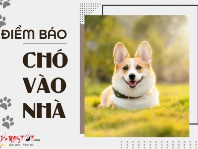 Chó Vào Nhà Là Điềm Gì? Giải Mã Ý Nghĩa Phong Thủy & Tâm Linh