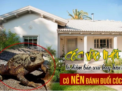 Cóc vào nhà có điềm gì? Giải mã ý nghĩa và những điều cần biết
