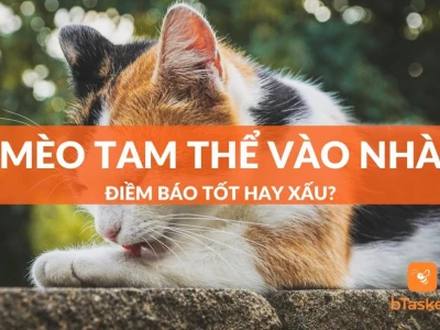 Mèo Tam Thể Vào Nhà Là Điềm Gì? Ý Nghĩa Phong Thủy & Tâm Linh