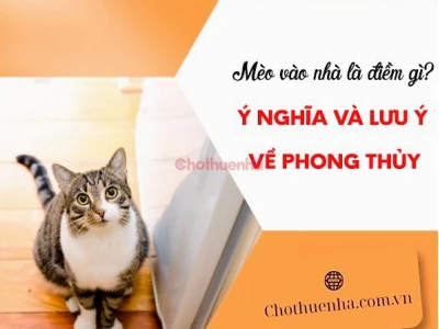 Mèo Tới Nhà Là Điềm Gì? Giải Mã Ý Nghĩa Và Cách Ứng Xử Đúng Phong Thủy