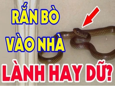 Rắn xanh bò vào nhà có điềm gì? Giải mã ý nghĩa tâm linh và khoa học