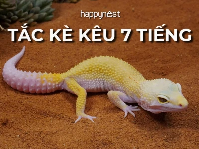 Tắc kè kêu 11 tiếng: Giải mã điềm báo và ý nghĩa tâm linh