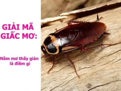 Thấy Gián La Điềm Gì? Giải Mã Giấc Mơ và Ý Nghĩa Tâm Linh