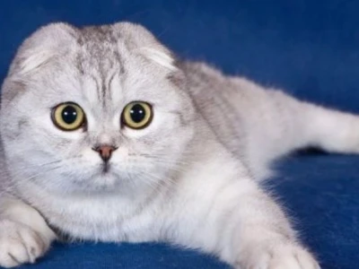 Tìm hiểu đặc điểm và cách huấn luyện mèo Scottish Fold hiệu quả 2026