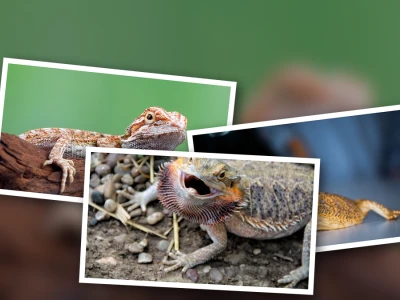 Expert beginner guide to owning a bearded dragon in 2026