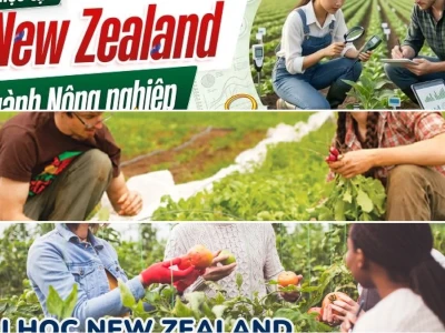 Quy trình đăng ký du học New Zealand ngành nông nghiệp 2026